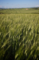 Campo di grano