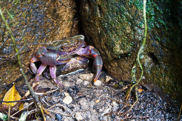 crab breed