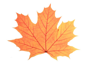 Fototapeta premium Herbst