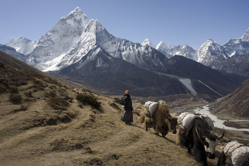 Nepalese landscape, Yaks against top Amadablan