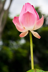 Beautiful Lotus, thailand