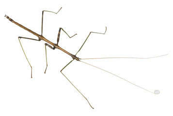 Thin insect