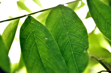 Tee leaf
