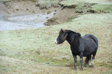 wild horse