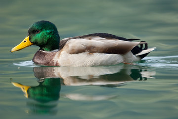 Stockente, Mallard, Anas platyrhynchos