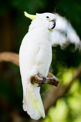 White cockatoo parrot