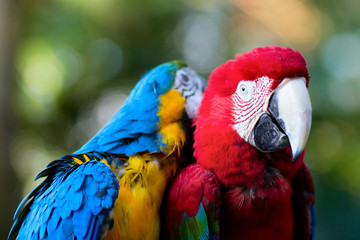 Colorful macaw parrots