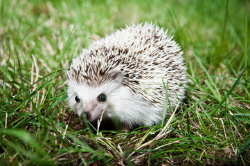 Alert hedgehog