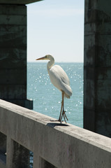 Great white heron on a bridge