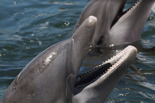 Heads of two bottlenose dolphins above the water