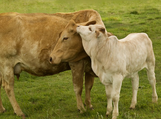 mother  love  charolais cow with baby brahman cross calf