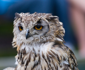 Bengal Owl