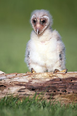 Young Barn Owl