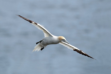 Northern Gannet In Flight