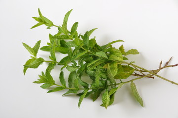 bouquet de menthe (Mentha spicata) © Jean-Marie Polese