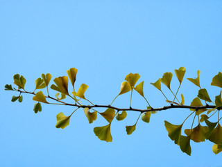 branche de Ginkgo biloba