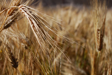 Detail of one spike of grain on the field