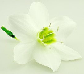 fleur blanche du lys de la Vierge