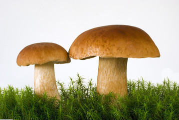 splendid boletus