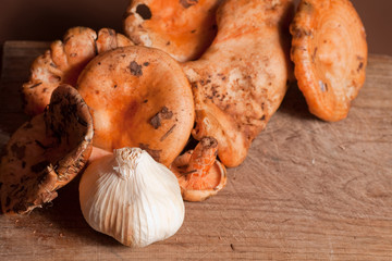champignons : lactaires délicieux - comestibles 02