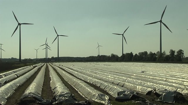 Spargelfeld mit Windr&auml;dern