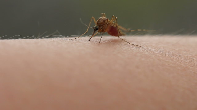 mosquito, close up, sucks blood