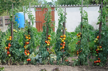 Kitchen garden
