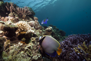Obraz na płótnie Canvas coral, fish and ocean