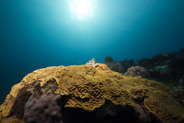 coral, fish and ocean