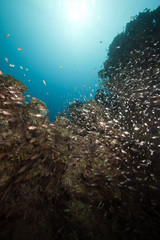Naklejka na ściany i meble glassfish, coral and ocean