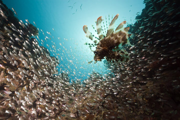 Fototapeta na wymiar glassfish hunted by lionfish