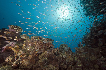 Obraz na płótnie Canvas glassfish, coral and ocean