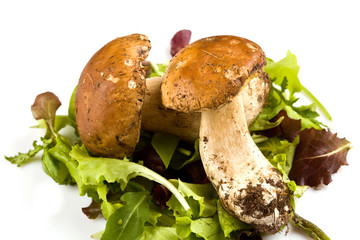 Funghi porcini su sfondo bianco