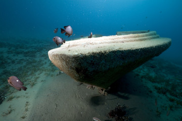 speedboat wreck, fish and ocean