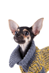 Small dog toy terrier in clothes isolated on white