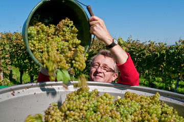 Weinlese am Kaiserstuhl