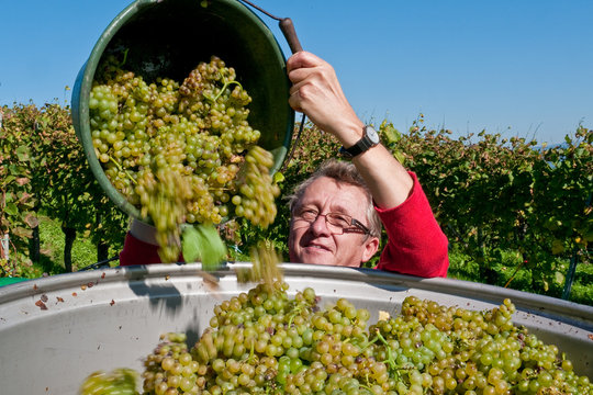 Weinlese am Kaiserstuhl