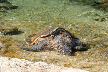 Tortue marinne à Kelonia