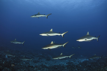 Grey reef shark Carcharhinus Amblyrhynchos