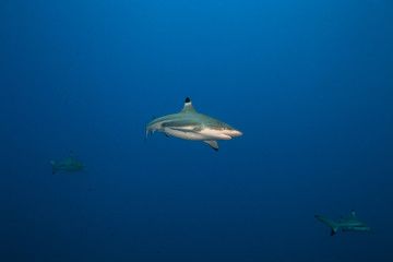 Blacktip reef shark Carcharhinus melanopterus
