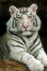 Panele Szklane  Tygrys