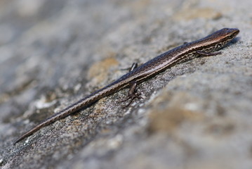 Lézard se prélassant sur une pierre au soleil