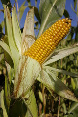 &eacute;pis de ma&iuml;s