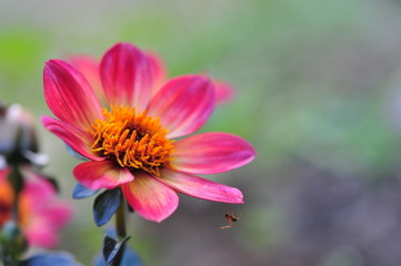 Blume mit Spinne