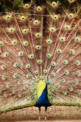 Naklejka premium Pfau