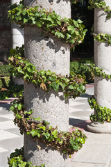 Fototapeta na wymiar Ivy na kolumnach