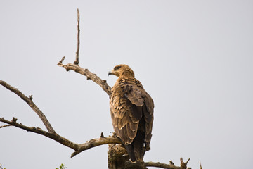Aquila africana