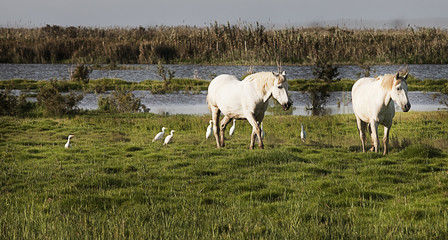 caballos pastando