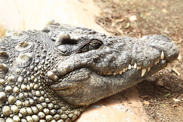 Crocodile