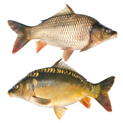 Common carp.Cyprinus carpio. Isolated on white